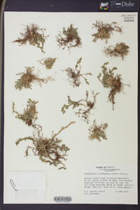 Selaginella pallescens image