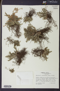 Selaginella pallescens image