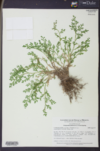 Selaginella pallescens image