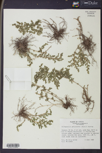 Selaginella pallescens image