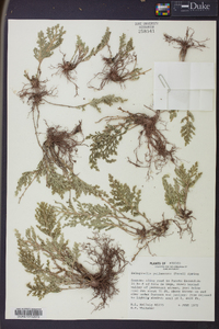 Selaginella pallescens image