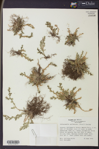 Selaginella pallescens image