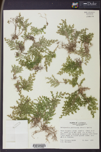 Selaginella pallescens image