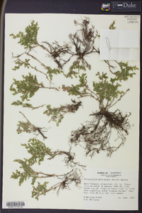 Selaginella pallescens image