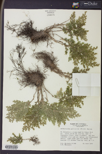 Selaginella pallescens image