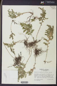 Selaginella pallescens image