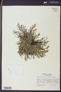 Selaginella pallescens image