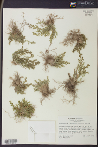 Selaginella pallescens image