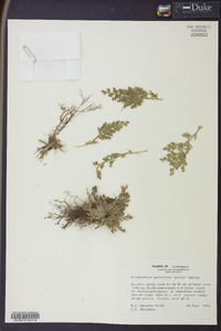 Selaginella pallescens image