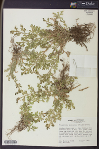 Selaginella pallescens image