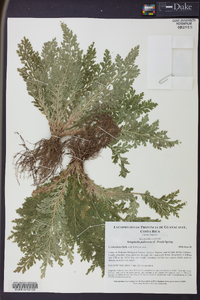 Selaginella pallescens image