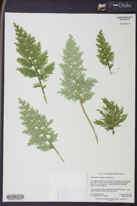 Selaginella polyptera image