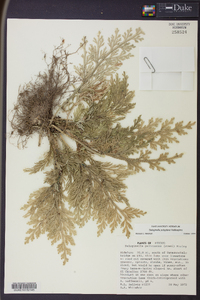 Selaginella polyptera image