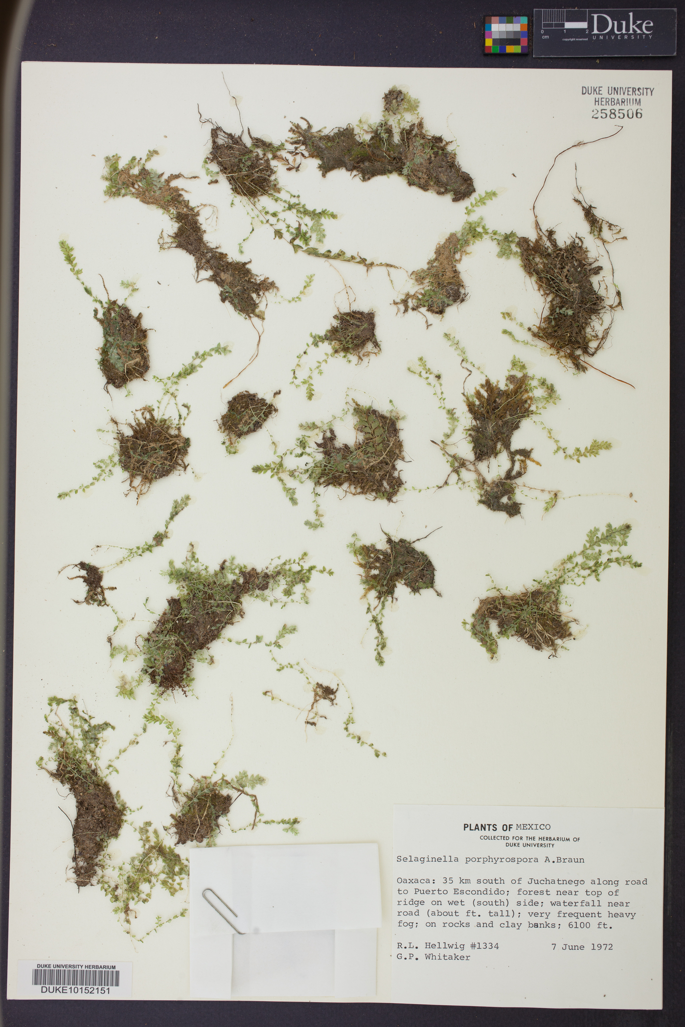 Selaginella porphyrospora image