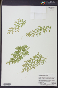 Selaginella schiedeana image