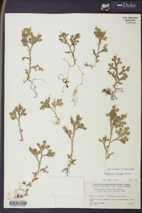 Selaginella sertata image