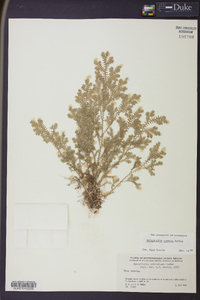 Selaginella sertata image