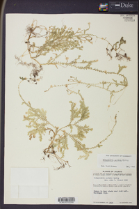 Selaginella sertata image