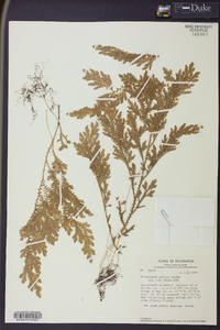 Selaginella sertata image