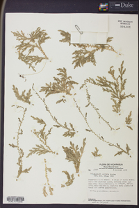 Selaginella sertata image