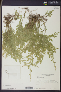 Selaginella sertata image