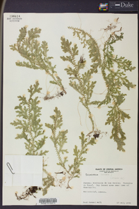 Selaginella sertata image