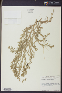 Selaginella stellata image