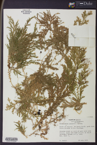 Selaginella stellata image