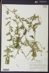 Selaginella stellata image