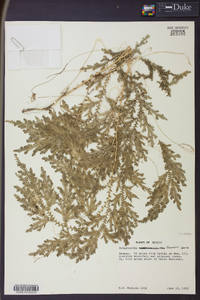 Selaginella stellata image