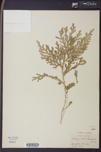 Selaginella stellata image