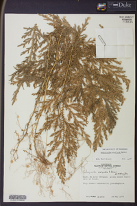 Selaginella stellata image