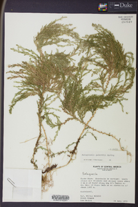 Selaginella stellata image