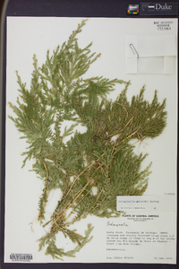 Selaginella stellata image