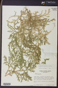 Selaginella stellata image