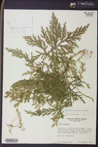 Selaginella stellata image