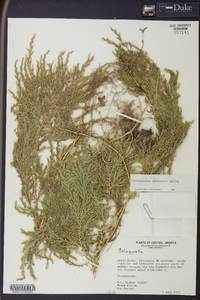 Selaginella stellata image