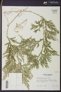 Selaginella stellata image