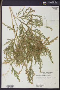 Selaginella stellata image