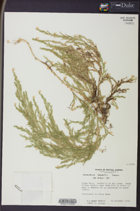 Selaginella stellata image