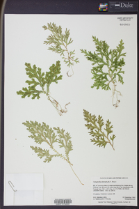 Selaginella stenophylla image