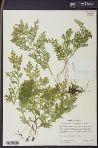 Selaginella stenophylla image