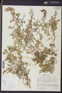 Selaginella stenophylla image