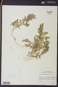 Selaginella stenophylla image