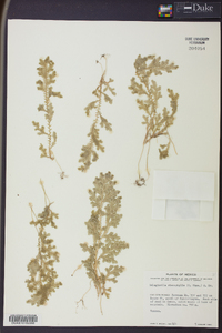 Selaginella stenophylla image