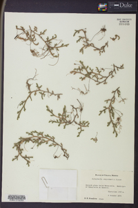 Selaginella steyermarkii image