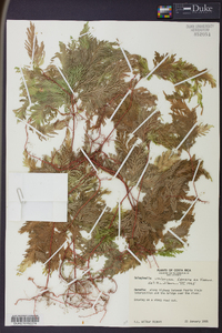 Selaginella umbrosa image