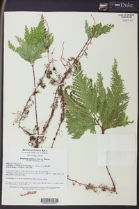 Selaginella umbrosa image