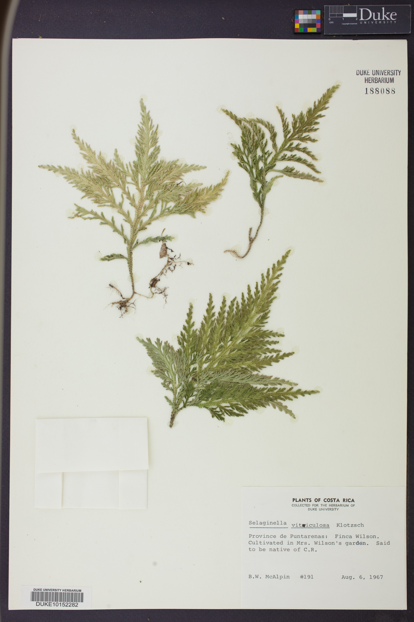 Selaginella viticulosa image