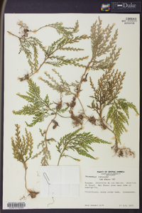 Selaginella viticulosa image